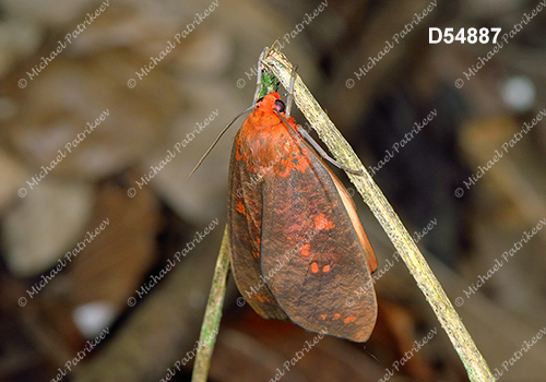 Ammalo helops (Arctiinae, Erebinae, Erebidae, Lepidoptera)